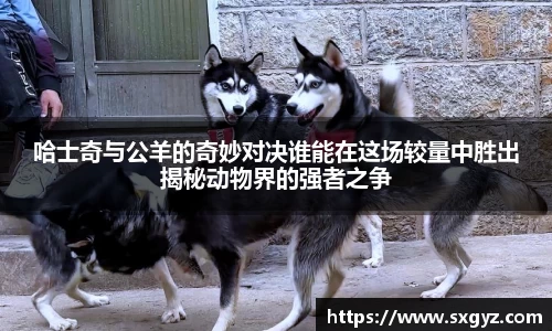 哈士奇与公羊的奇妙对决谁能在这场较量中胜出揭秘动物界的强者之争